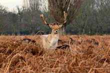 Bushy Park