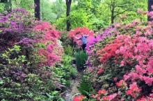 Isabella Plantation, Richmond Park