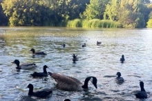 Chiswick House and Gardens