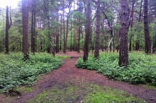 Horsell Common